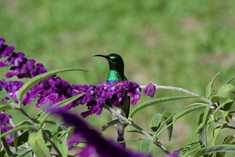 Southern Double-Collared Sunbird Male (Cinnyris chalybeus), 10 April 2019. Copyright 2019 Forgotten Fields. All rights reserved.