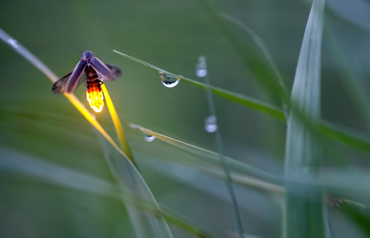 ‘Amber Firefly’ by Radim Schreiber. Copyright Radim Schreiber. All rights reserved. Used with permission.